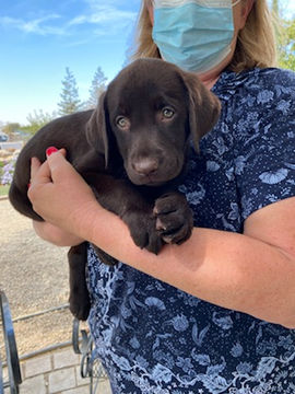 puppy parent volunteer
