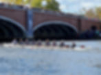 RBCC pic HOCR 2024.jpg