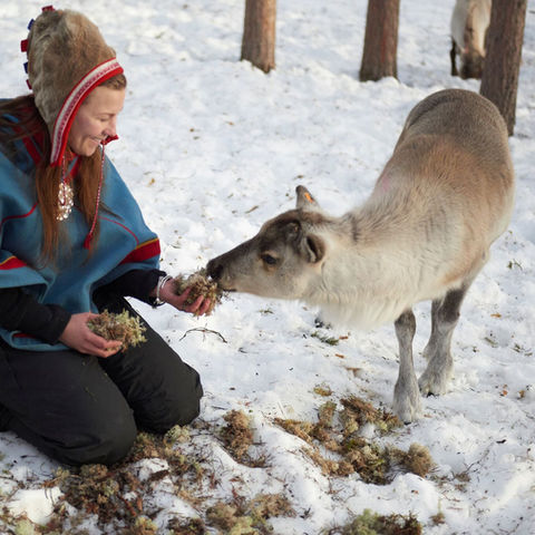 Sámi woman feeding a reindeer during winter