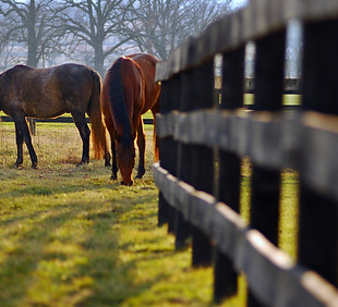 R.jpg_rik=Pp1G+nD_vKK2lA&riu=http___www.zastavki.com_pictures_1920x1200_2011_Animals_Horse