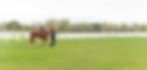 brooklin and Molly walking waffles.jpeg