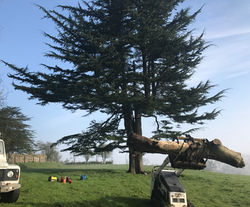 tree surgery