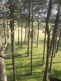 tree surgery