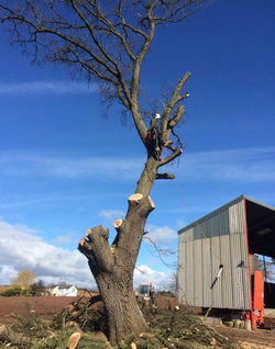 tree surgery