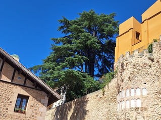 3. Cedro de Castellarnau. Segovia
