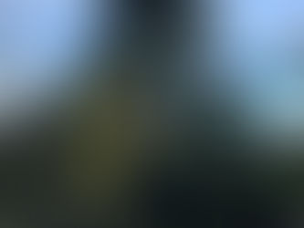 25. Cedro del Himalaya