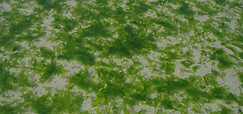 Marée verte Ulva armoricana