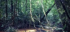 Parc amazonien de Guyane, une balade à Saül