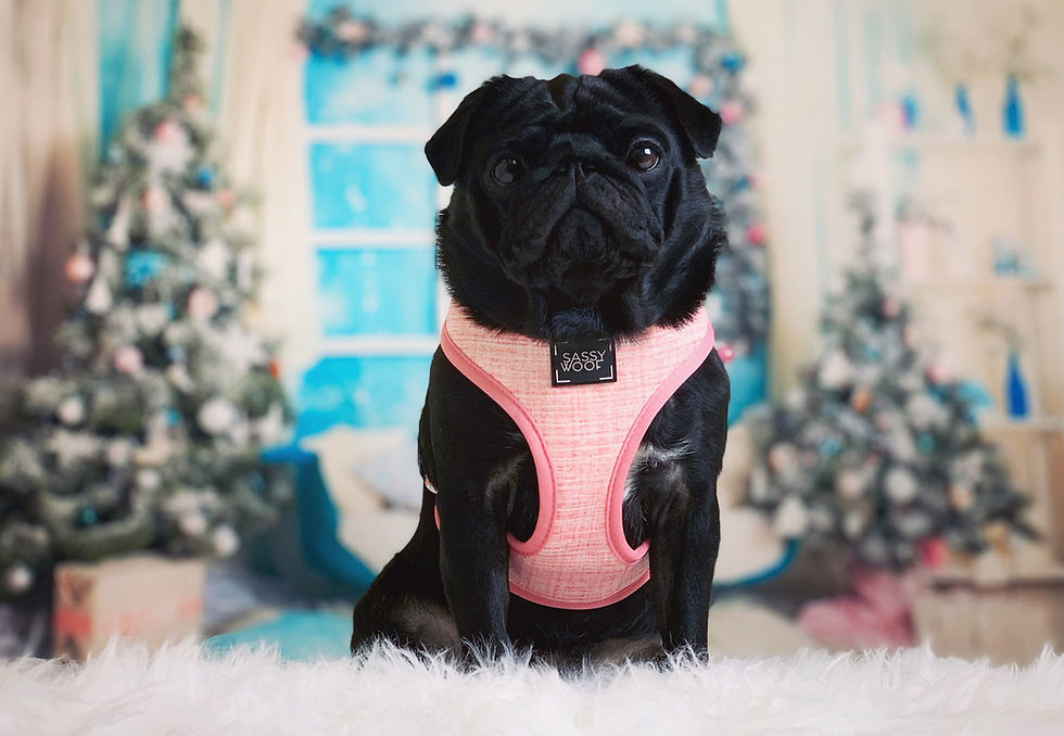 Miniatura: 'Dolce Rose' Reversible Dog Harness