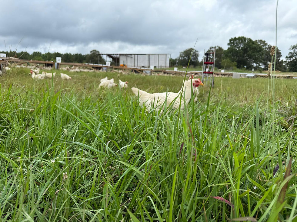 Paster Raised Chicken - Solomon Farms