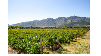 Soybean Cultivation Surges in Guinea: Economic Opportunities and Challenges