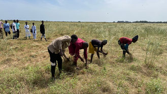 Organic Farming Revolution in Guinea: Sustainable Practices Leading the Way