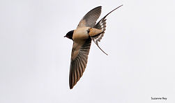 H. rustique SR 7avril21_1.jpg