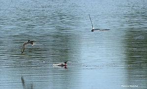 SPG et Mouette 7juil26_6.jpg