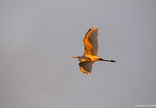 GA LdelaF 10nov25.jpg