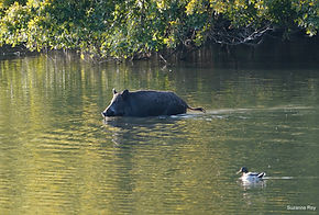 Sanglier SR 13sept19.jpg
