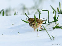Pipit farlouse JPN 7janv26_2.jpg