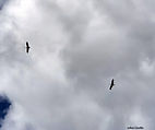 Cigogne JG 19avril26.jpg