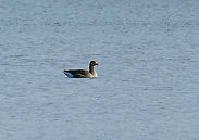 Oie cendrée 1er nov25.jpg