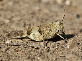 Oedipoda caerulescens.jpg