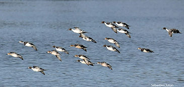 Pilets vol SJ 18nov25.jpg