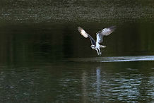 Balbuzard JPN 27sept25_1.jpg