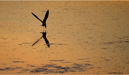 Mouette soir JPN 7oct26_2.jpg
