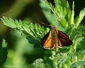Ochlodes sylvanus 29mai26.jpg