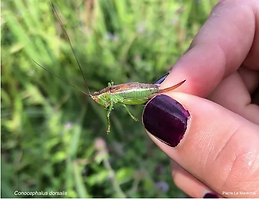 Conocephalus dorsalis.png