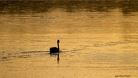 Cygne soir JPN 7oct26.jpg