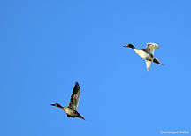 Pilets vol DM 6avril21.jpg