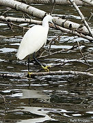 Garzette KB 12nov25.jpg