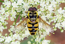 Myathropa florea FH 17juil26.jpg