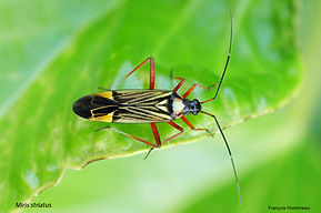 Miris striatus FH 26avril26_2.jpg