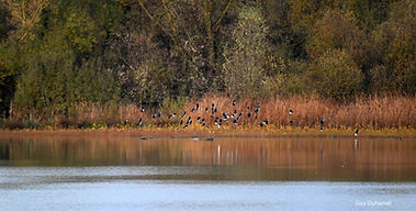 Vanneaux GD 17nov25.jpg