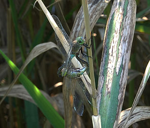 A. parthenope acc.jpg