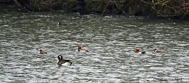 Nettes rousses 10fev26.jpg