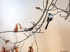 Orite JPN 2fev26.jpg