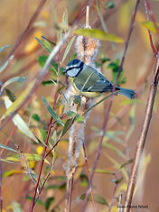 Mes bleue JPN 26nov21.jpg