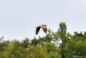 Butor SJ 21sept25_2.jpg