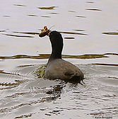 Foulque KB 10nov25_edited.jpg