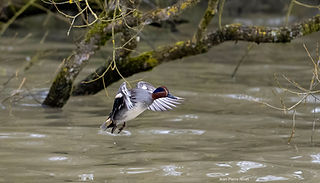 Sarcelle d'été JPN 22fev26_1.jpg