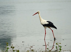 Cigogne bl. 20aout25_1.jpg