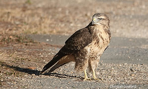 Buse variable CG 2aout26_2.jpg