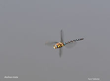 Aeshna mixta YT 7sept25.jpg