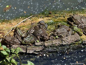 Grenouilles 13mai19_2.jpg