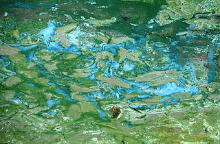 Cyanobactéries etg Neuf 7sept26_edited.j