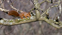 Ecureuil JPN 15janv24_2.jpg