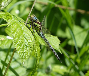 Brachytron pratense.jpg