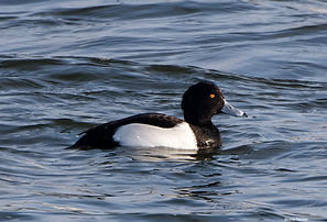 Morillon BT 27dec25.jpg